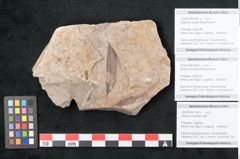 Foto (Objekt + Etikett) von Sequoia couttsiae Heer (NHMW-GEO-2024-0188-7942c)